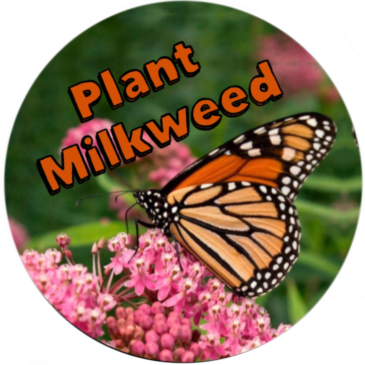 Team Danaus Plexippus